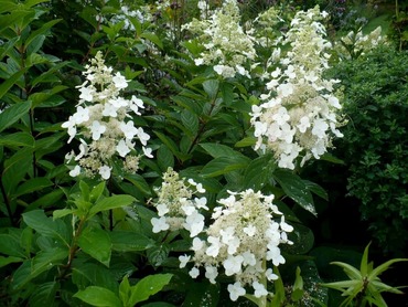 Гортензия метельчатая Пи Ви (Hydrangea paniculata 'Pee Wee')