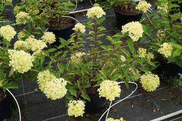 Гортензия метельчатая Перл де Фестиваль (Hydrangea paniculata 'Perle de Festival') (Жемчужина фестиваля)