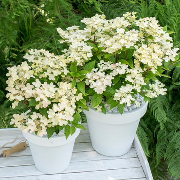 Гортензия метельчатая Полстар (Hydrangea paniculata 'Polestar')