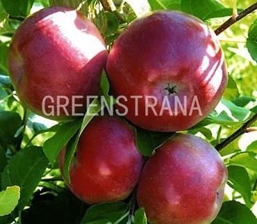 Яблоня Лобо (Malus domestica 'Lobo')