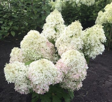 Гортензия метельчатая Роял Флауэр (Hydrangea paniculata 'Royal Flower')