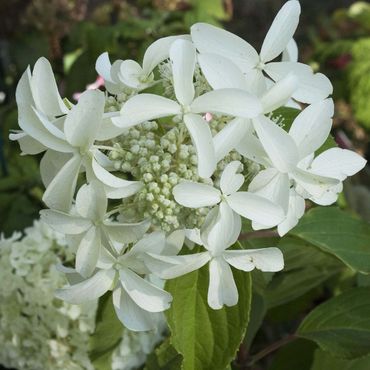 Гортензия метельчатая Стар Роуз (Hydrangea paniculata 'Star Rose')