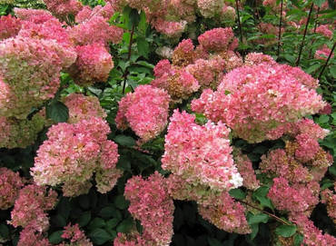 Гортензия метельчатая Строберри Блоссом (Hydrangea paniculata 'Strawberry Blossom')