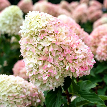 Гортензия метельчатая Саммер Лав (Hydrangea paniculata 'Summer Love')