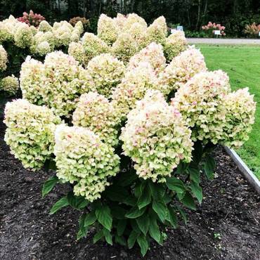 Гортензия метельчатая Саммер Сноу (Hydrangea paniculata 'Summer Snow')