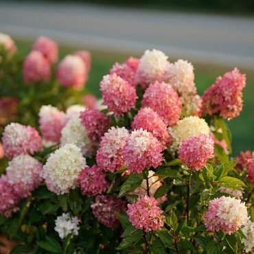 Гортензия метельчатая Тач оф Пинк (Hydrangea paniculata 'Touch of Pink')