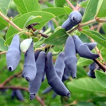 Жимолость съедобная Бакчара (Lonicera caerulea 'Bakcharskaya')