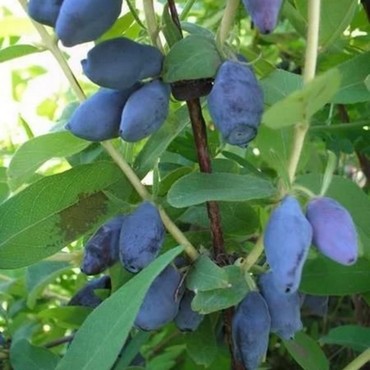 Жимолость съедобная Васюганская (Lonicera caerulea 'Vasyuganskaya')