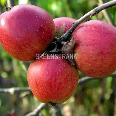 Яблоня Орлик (Malus domestica 'Orlik')