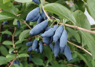 Жимолость съедобная Влада (Lonicera caerulea 'Vlada')
