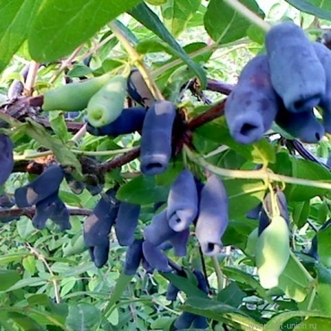 Жимолость съедобная Длинноплодная (Lonicera caerulea 'Dlinnoplodnaya')