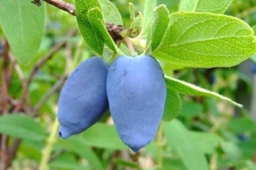 Жимолость съедобная Славянка (Lonicera caerulea 'Slavyanka')