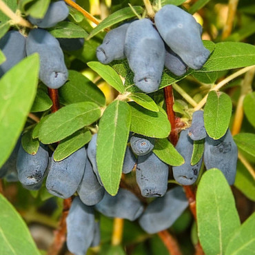 Жимолость съедобная Фиалка (Lonicera caerulea 'Fialka')