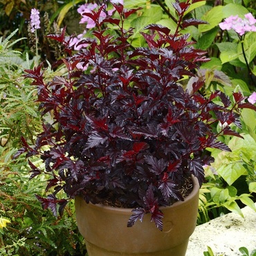 Пузыреплодник калинолистный Олл Блэк (Physocarpus opulifolius 'All Black')