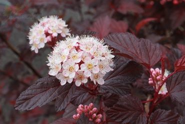 Пузыреплодник калинолистный Файерсайд (Physocarpus opulifolius 'Fireside')