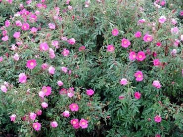 Роза блестящая (Rosa nitida)
