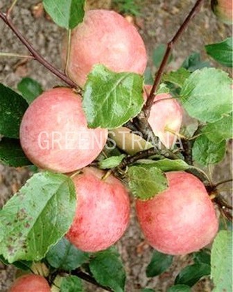Яблоня домашняя Орловское полосатое (Malus domestica 'Orlovskoe Polosatoe')