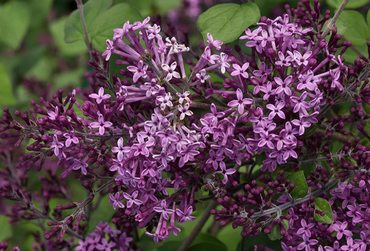 Сирень Мэйера Флауэрфеста (Syringa meyeri 'Flowerfesta')