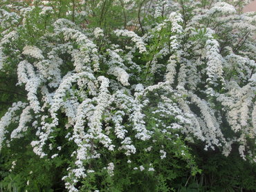 Спирея Тунберга (Spiraea thunbergii)