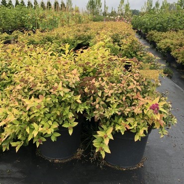 Спирея японская Литтл Флейм (Spiraea japonica 'Little Flame')