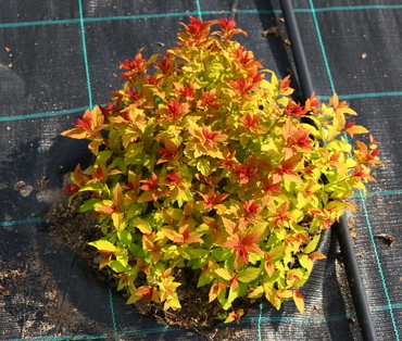 Спирея японская Мерло Стар (Spiraea japonica 'Merlo Star')