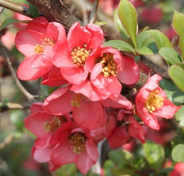 Айва превосходная Пинк Куин (Chaenomeles x superba 'Pink Queen')