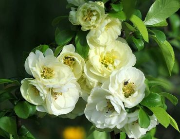 Айва японская Юкиготен (Chaenomeles japonica 'Yukigoten')