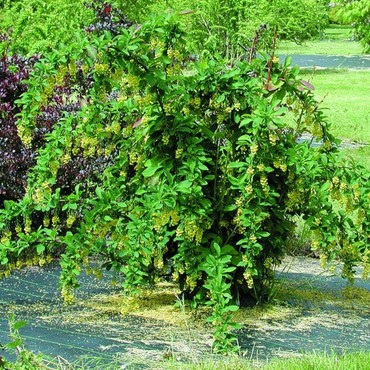 Барбарис корейский (Berberis koreana)