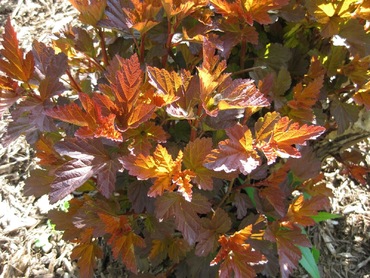 Пузыреплодник калинолистный Андре Голд (Physocarpus opulifolius 'Andre Gold')