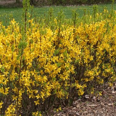 Форзиция средняя Миниголд (Forsythia x intermedia 'Minigold')