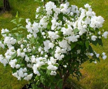 Чубушник Бялы Каже (Philadelphus 'Biały Karzeł')