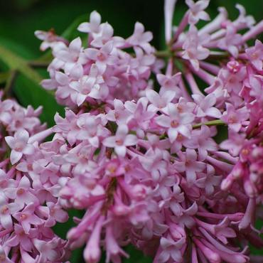 Сирень Джеймс Макфарлан (Syringa x prestoniae 'James Macfarlane')