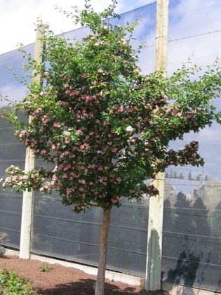 Боярышник морденский Тоба (Crataegus x mordenensis 'Toba')