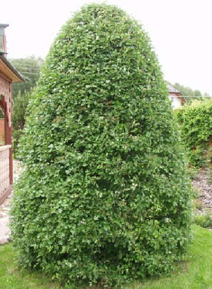 Боярышник сливолистный (Crataegus x prunifolia) (пирамида)