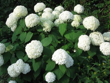 Гортензия древовидная Инкредибол (Hydrangea arborescens 'Incrediball')