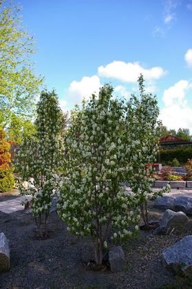 Ирга ольхолистная Обелиск (Amelanchier alnifolia 'Obelisk')