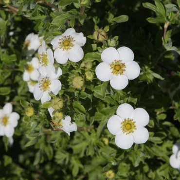 Лапчатка кустарниковая Маунт Эверест (Dasiphora fruticosa 'Mount Everest')