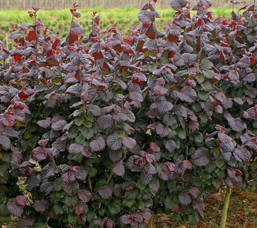 Лещина обыкновенная Эннис Ред Дворф (Corylus avellana 'Ennis Red Dwarf')