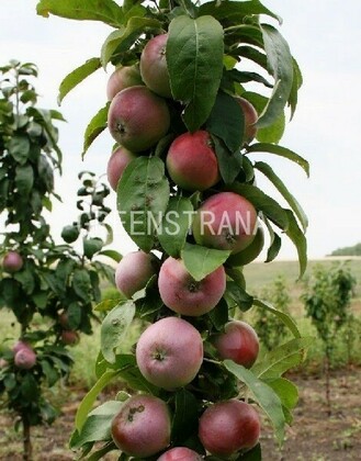 Яблоня колоновидная Московское ожерелье (Malus domestica 'Moskovskoe Ozherelye')