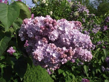 Сирень обыкновенная Вечерняя Москва (Syringa vulgaris 'Vechernyaya Moskva')