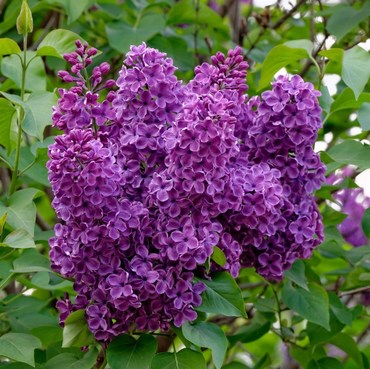 Сирень обыкновенная Огни Донбасса (Syringa vulgaris 'Ogni Donbassa')