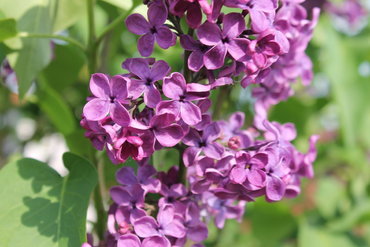Сирень обыкновенная Оля (Syringa vulgaris 'Olya')