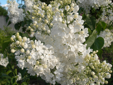 Сирень обыкновенная Татьяна Полякова (Syringa vulgaris 'Tatyana Polyakova')