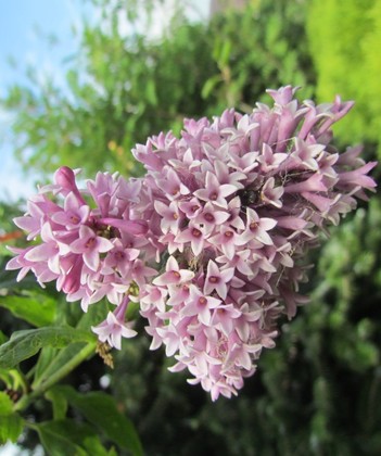 Сирень престона Редвайн (Syringa x prestoniae 'Redwine')