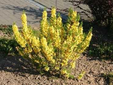 Форзиция промежуточная Голдраш (Forsythia x intermedia 'Goldrausch')