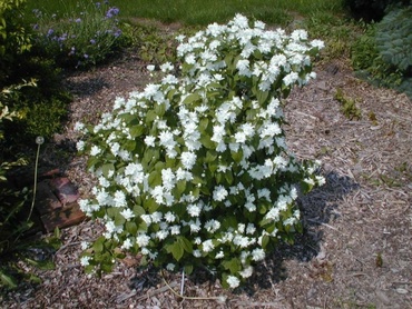 Чубушник Миннесота Сноуфлейк (Philadelphus 'Minnesota Snowflake')
