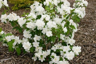 Чубушник Сноу Глоб (Philadelphus 'Snowbelle')