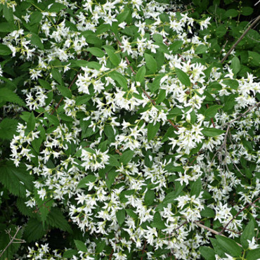 Чубушник Фальконера (Philadelphus falconeri)