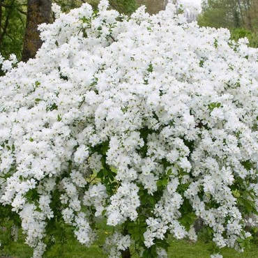 Экзохорда крупноцветная Зе Брайд (Exochorda racemosa 'The Bride')