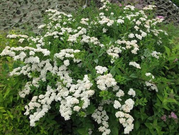 Спирея ниппонская (Spiraea nipponica)